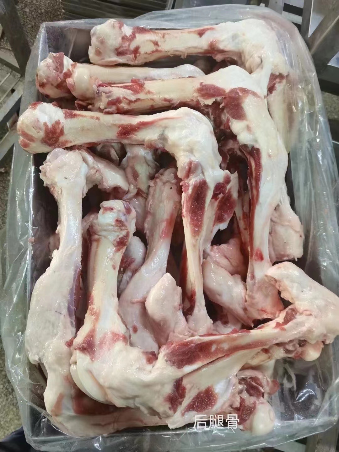 後腿骨
