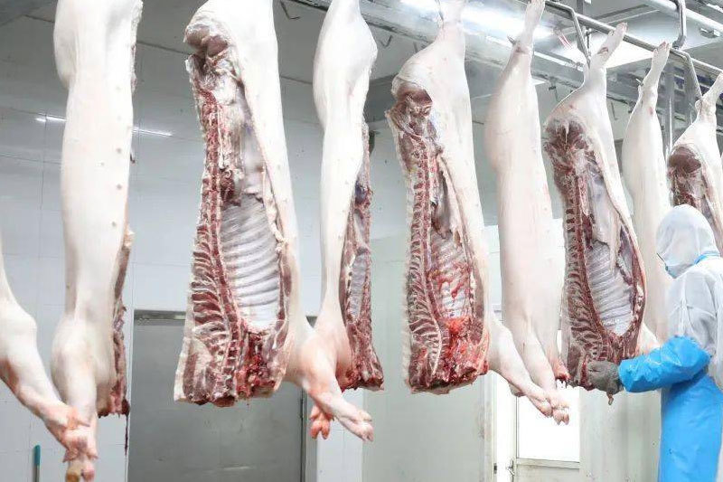 保證生豬産品質量安全 讓人民群衆吃上“放心肉”